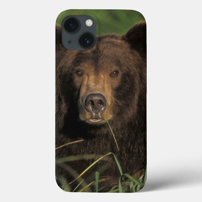 brown bear, Ursus arctos, grizzly bear, Ursus 9 Case-Mate iPhone Case (Back)