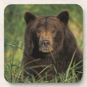brown bear, Ursus arctos, grizzly bear, Ursus 9 Coaster