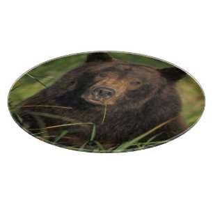 brown bear, Ursus arctos, grizzly bear, Ursus 9 Cutting Board