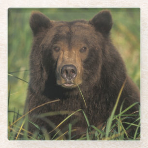 brown bear, Ursus arctos, grizzly bear, Ursus 9 Glass Coaster