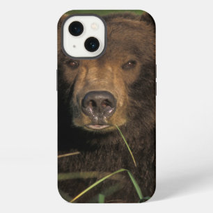 brown bear, Ursus arctos, grizzly bear, Ursus 9 iPhone 13 Case
