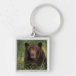 brown bear, Ursus arctos, grizzly bear, Ursus 9 Key Ring