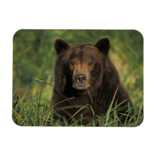 brown bear, Ursus arctos, grizzly bear, Ursus 9 Magnet