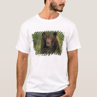 brown bear, Ursus arctos, grizzly bear, Ursus 9