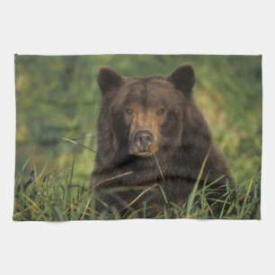brown bear, Ursus arctos, grizzly bear, Ursus 9 Tea Towel