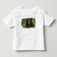 brown bear, Ursus arctos, grizzly bear, Ursus 9