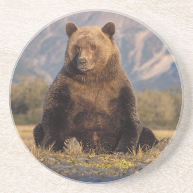 brown bear, Ursus arctos, grizzly bear, Ursus Coaster (Front)