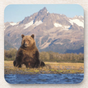 brown bear, Ursus arctos, grizzly bear, Ursus Coaster
