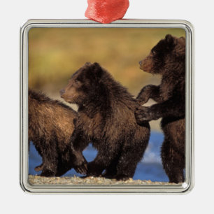 brown bear, Ursus arctos, grizzly bear, Ursus Metal Ornament