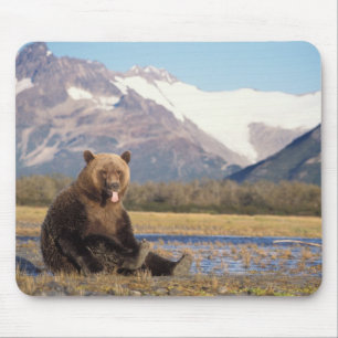brown bear, Ursus arctos, grizzly bear, Ursus Mouse Pad