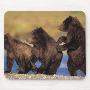brown bear, Ursus arctos, grizzly bear, Ursus Mouse Pad