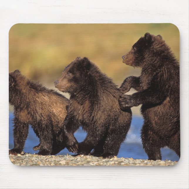 brown bear, Ursus arctos, grizzly bear, Ursus Mouse Pad (Front)
