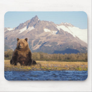 brown bear, Ursus arctos, grizzly bear, Ursus Mouse Pad