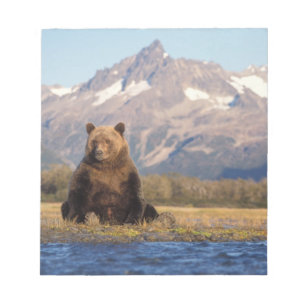 brown bear, Ursus arctos, grizzly bear, Ursus Notepad