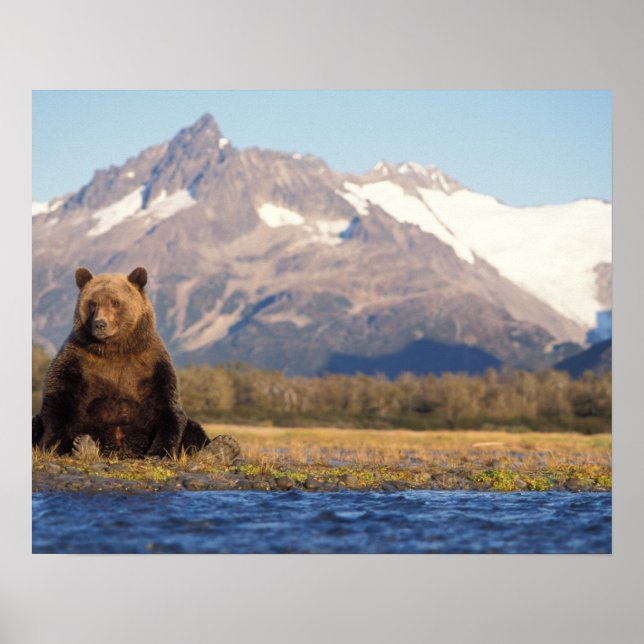 brown bear, Ursus arctos, grizzly bear, Ursus Poster (Front)