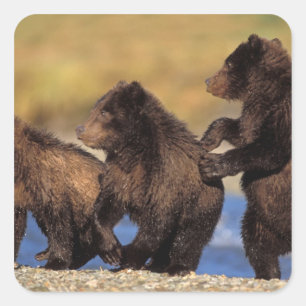 brown bear, Ursus arctos, grizzly bear, Ursus Square Sticker