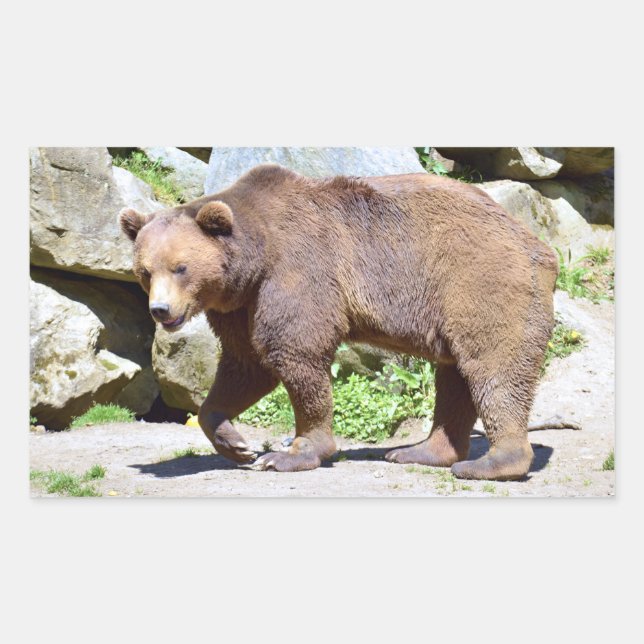 Brown bear walking postcard T-Shirt Coffee Mug Rectangular Sticker (Front)