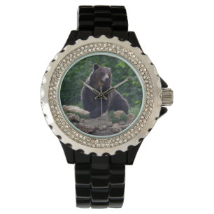 Brown bear watch