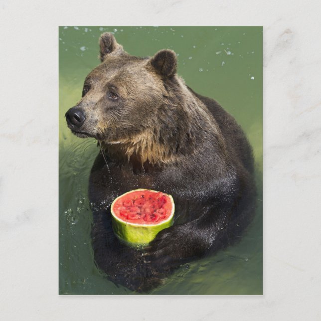 Brown Bear with Water Melon Postcard (Front)