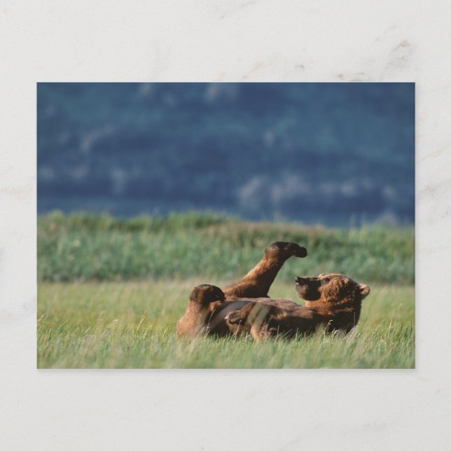 Brown Bears at play, Ursus arctos, Alaska Postcard (Front)
