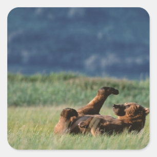 Brown Bears at play, Ursus arctos, Alaska Square Sticker