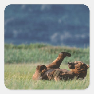 Brown Bears at play, Ursus arctos, Alaska Square Sticker