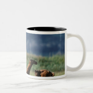 Brown Bears at play, Ursus arctos, Alaska Two-Tone Coffee Mug