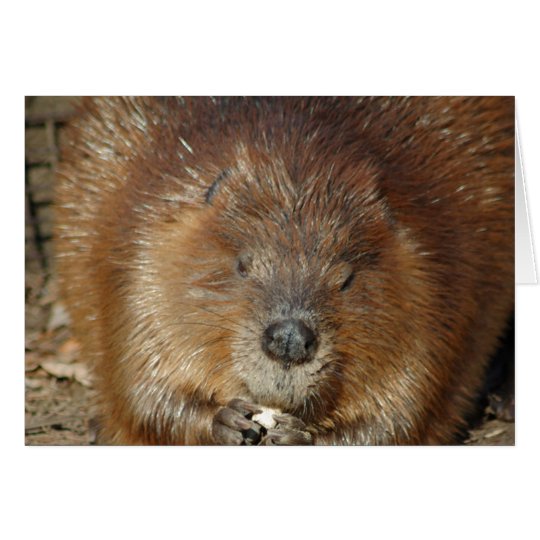 Brown Beaver Nibbles Food From Cute Little Paws Card