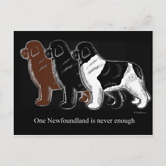 Brown Black and Landseer Newfoundland items Postcard (Front)