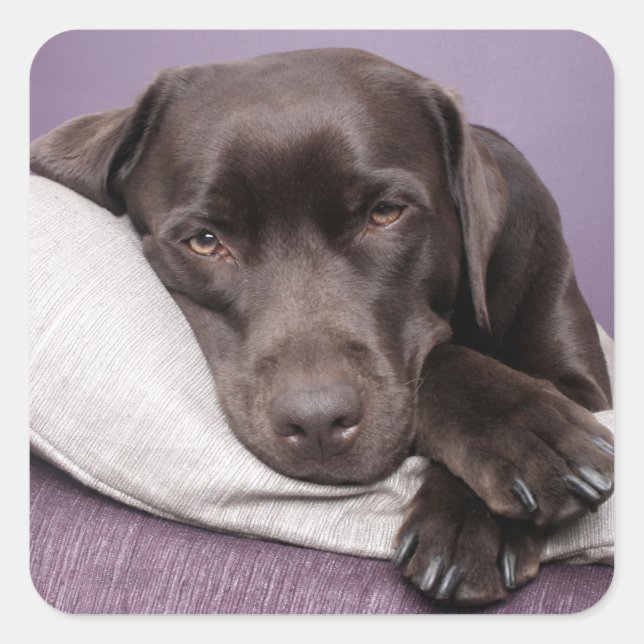 Brown / Black Labrador Retriever Dog Sticker (Front)