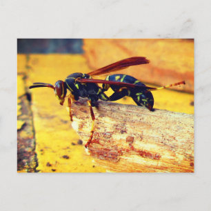 Brown Black Yellow Northern Paper Wasp Grooming Postcard