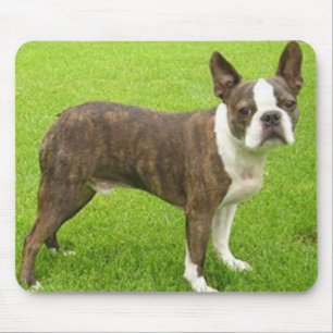 Brown Boston Terrier Standing Mousepad