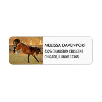 Brown Bucking Horse Photograph Playful and Wild