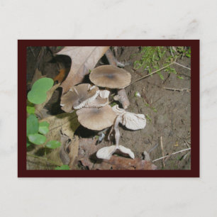 Brown Bunch Mushrooms Postcard