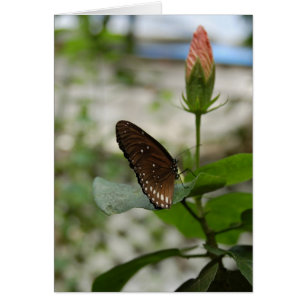 Brown Butterfly