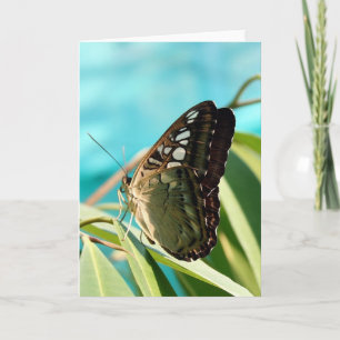 Brown Butterfly Closed Wings Card
