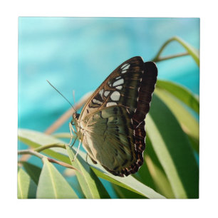 Brown Butterfly Closed Wings Ceramic Tile