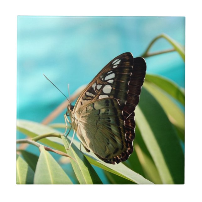 Brown Butterfly Closed Wings Ceramic Tile (Front)