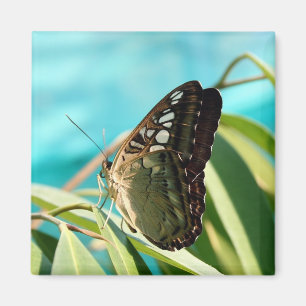 Brown Butterfly Closed Wings Magnet