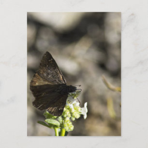 Brown Butterfly Postcard