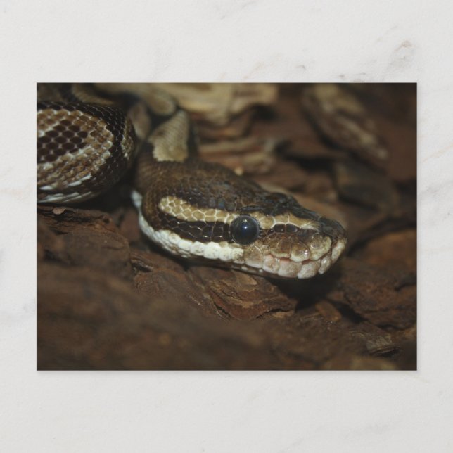 Brown Carpet Python Postcard (Front)