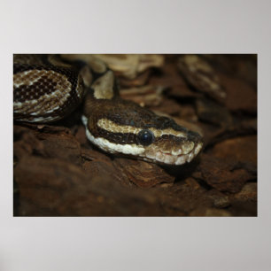 Brown Carpet Python Poster