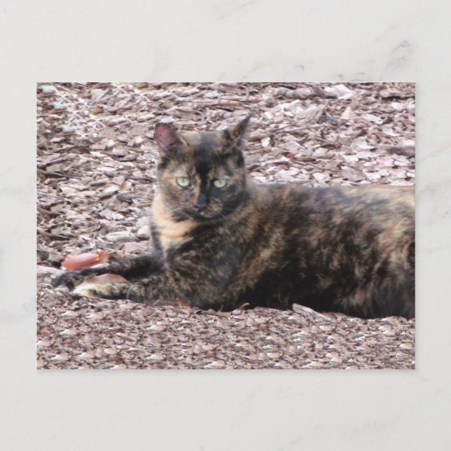 Brown Cat Photo Postcard (Front)