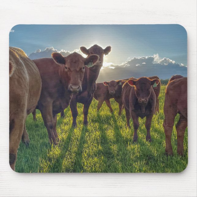 Brown Cattle in Pasture Mouse Pad (Front)