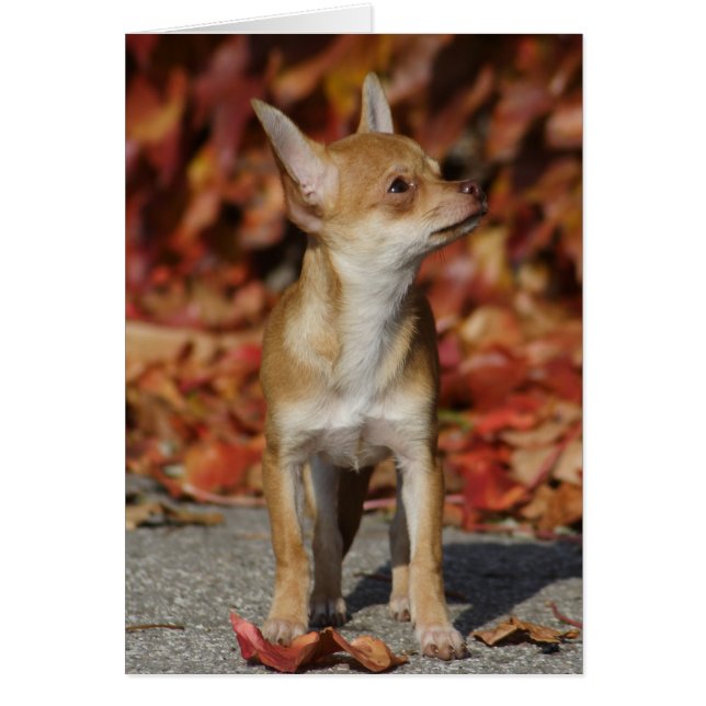 Brown Chihuahua Puppy (Front)