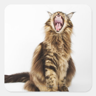 Brown Classic Main Coon Tabby Square Sticker