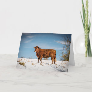 Brown cow in a snow covered field card