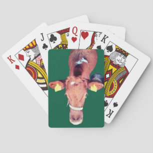 Brown cow playing cards