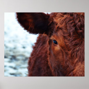 Brown cow portrait poster