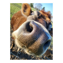 Brown Cow Super Close-Up